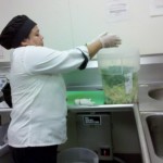 Staff member Mirta Batista filling up one of the composting buckets during food prep for the day