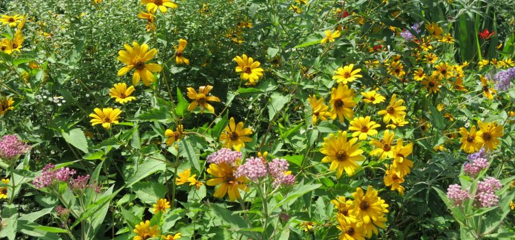Help Native Plant Sale team with their May sale