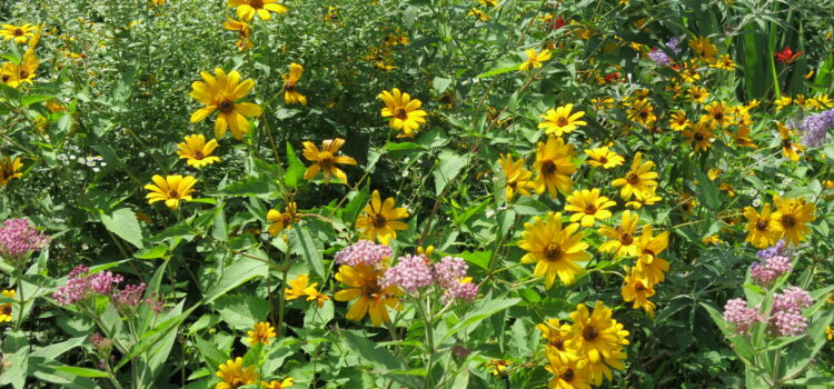 Celebrate the 50th Anniversary of Earth Day, April 22!