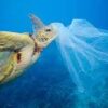 The Problem with Plastic Bags