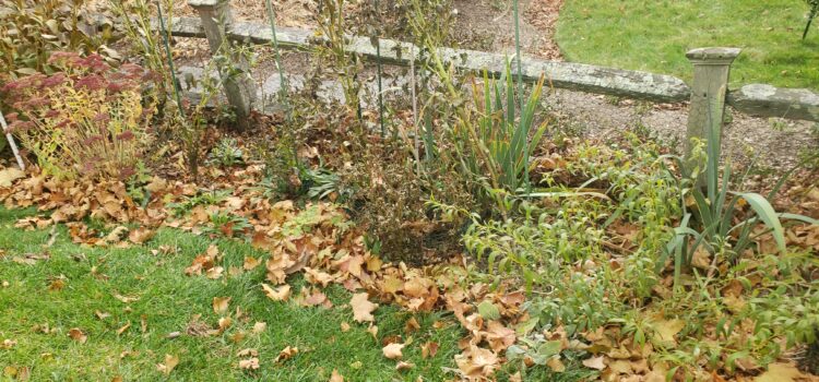 Why You Should Leave the Leaves This Fall